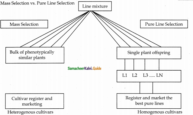 Samacheer Kalvi 12th Bio Botany Guide Chapter 9 Plant Breeding 4