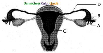 Samacheer Kalvi 12th Bio Zoology Guide Chapter 2 Human Reproduction 9