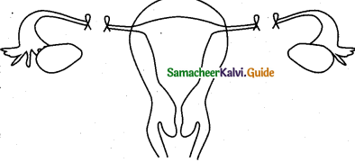 Samacheer Kalvi 12th Bio Zoology Guide Chapter 3 Reproductive Health 4
