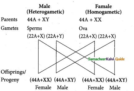 Samacheer Kalvi 12th Bio Zoology Guide Chapter 4 Principles of Inheritance and Variation 1