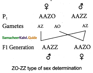 Samacheer Kalvi 12th Bio Zoology Guide Chapter 4 Principles of Inheritance and Variation 14
