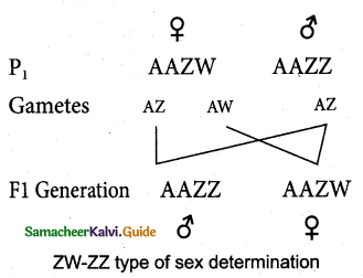 Samacheer Kalvi 12th Bio Zoology Guide Chapter 4 Principles of Inheritance and Variation 15