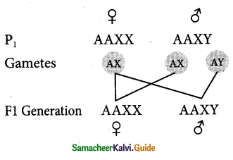 Samacheer Kalvi 12th Bio Zoology Guide Chapter 4 Principles of Inheritance and Variation 3