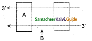 Samacheer Kalvi 12th Bio Zoology Guide Chapter 5 Molecular Genetics 1