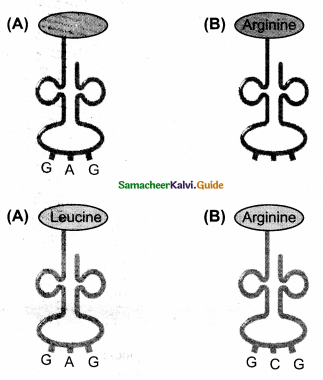 Samacheer Kalvi 12th Bio Zoology Guide Chapter 5 Molecular Genetics 12