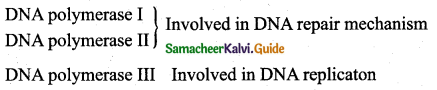 Samacheer Kalvi 12th Bio Zoology Guide Chapter 5 Molecular Genetics 2