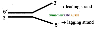 Samacheer Kalvi 12th Bio Zoology Guide Chapter 5 Molecular Genetics 3