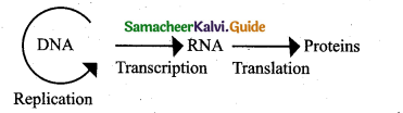 Samacheer Kalvi 12th Bio Zoology Guide Chapter 5 Molecular Genetics 6