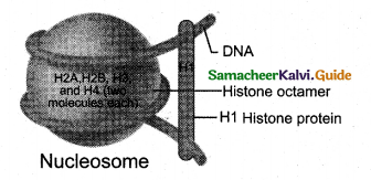 Samacheer Kalvi 12th Bio Zoology Guide Chapter 5 Molecular Genetics 7