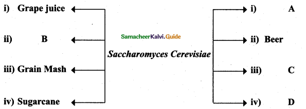 Samacheer Kalvi 12th Bio Zoology Guide Chapter 8 Microbes in Human Welfare 2