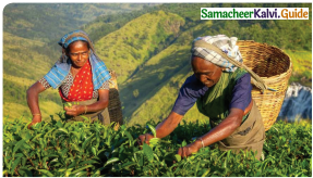Samacheer Kalvi 12th English Guide Prose Chapter 2 A Nice Cup of Tea 7