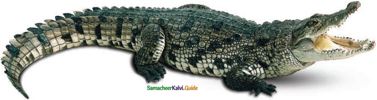 Samacheer Kalvi 6th English Guide Term 1 Poem 1 The Crocodile 2