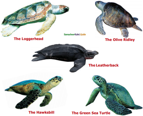 Samacheer Kalvi 6th English Guide Term 1 Prose Chapter 1 Sea Turtles 1
