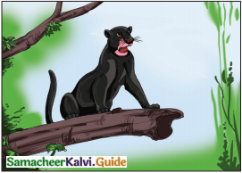 Samacheer Kalvi 6th English Guide Term 3 Play Chapter 1 The Jungle Book 6