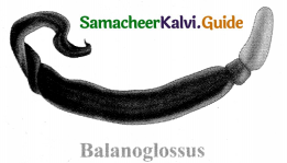 Samacheer Kalvi 9th Science Guide Chapter 17 Animal Kingdom 2