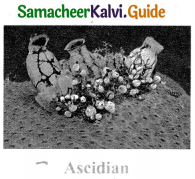 Samacheer Kalvi 9th Science Guide Chapter 17 Animal Kingdom 3