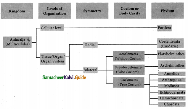 Samacheer Kalvi 9th Science Guide Chapter 17 Animal Kingdom 7