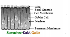 Samacheer Kalvi 9th Science Guide Chapter 18 Organization of Tissues 10