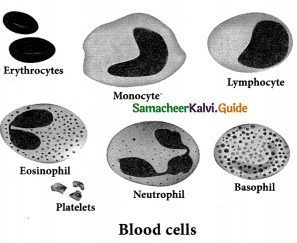 Samacheer Kalvi 9th Science Guide Chapter 18 Organization of Tissues 12
