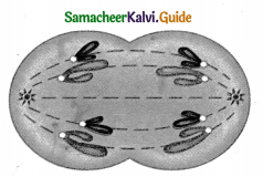 Samacheer Kalvi 9th Science Guide Chapter 18 Organization of Tissues 15