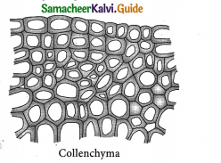 Samacheer Kalvi 9th Science Guide Chapter 18 Organization of Tissues 2