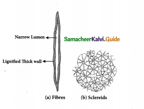 Samacheer Kalvi 9th Science Guide Chapter 18 Organization of Tissues 3