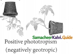 Samacheer Kalvi 9th Science Guide Chapter 19 Plant Physiology 15