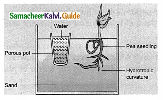 Samacheer Kalvi 9th Science Guide Chapter 19 Plant Physiology 3
