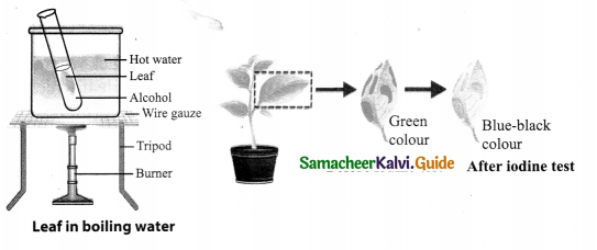 Samacheer Kalvi 9th Science Guide Chapter 19 Plant Physiology 4