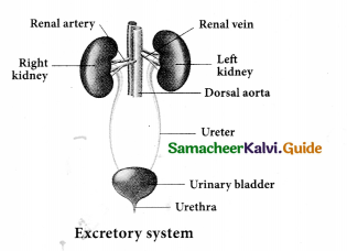 Samacheer Kalvi 9th Science Guide Chapter 20 Organ Systems in Animals 8