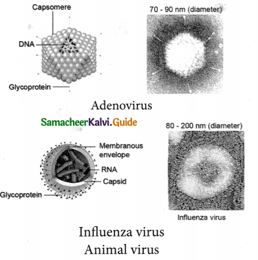 Samacheer Kalvi 9th Science Guide Chapter 22 World of Microbes 2