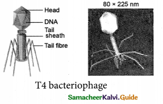 Samacheer Kalvi 9th Science Guide Chapter 22 World of Microbes 3