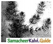 Samacheer Kalvi 9th Science Guide Chapter 24 Environmental Science-3