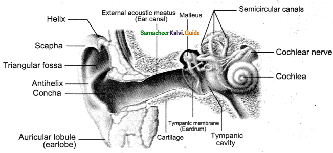 Samacheer Kalvi 9th Science Guide Chapter 8 Sound 7