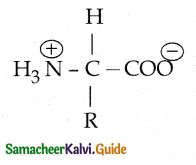 Samacheer Kalvi 12th Chemistry Guide Chapter 14 Biomolecules 21
