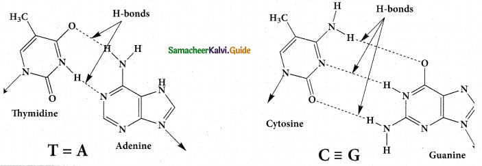 Samacheer Kalvi 12th Chemistry Guide Chapter 14 Biomolecules 40
