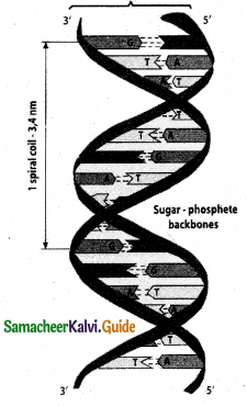 Samacheer Kalvi 12th Chemistry Guide Chapter 14 Biomolecules 41