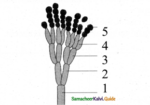 Samacheer Kalvi 11th Bio Botany Chapter 1 Living World 12