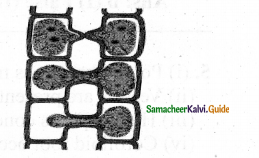Samacheer Kalvi 11th Bio Botany Chapter 2 Plant Kingdom 12