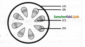 Samacheer Kalvi 11th Bio Botany Chapter 2 Plant Kingdom 13