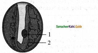Samacheer Kalvi 11th Bio Botany Chapter 2 Plant Kingdom 14
