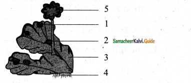Samacheer Kalvi 11th Bio Botany Chapter 2 Plant Kingdom 15