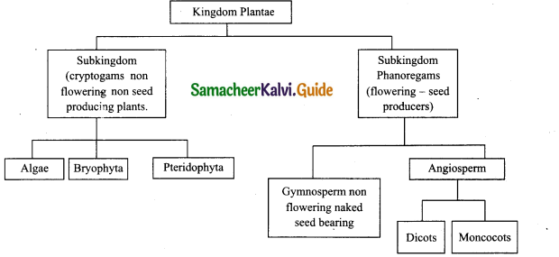 Samacheer Kalvi 11th Bio Botany Chapter 2 Plant Kingdom 17