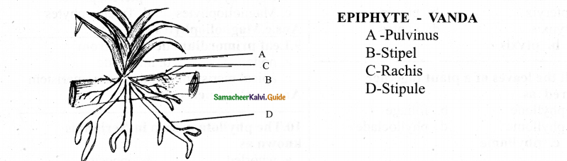 Samacheer Kalvi 11th Bio Botany Chapter 3 Vegetative Morphology 2
