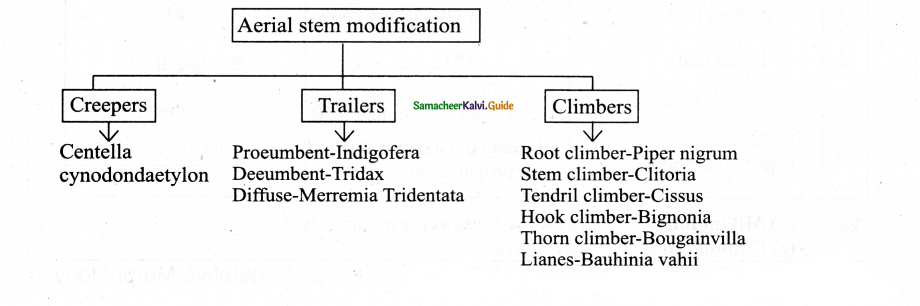 Samacheer Kalvi 11th Bio Botany Chapter 3 Vegetative Morphology 5