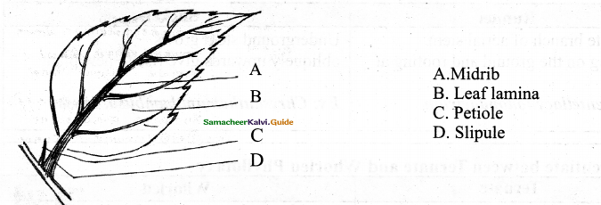 Samacheer Kalvi 11th Bio Botany Chapter 3 Vegetative Morphology 9