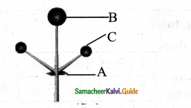 Samacheer Kalvi 11th Bio Botany Chapter 4 Reproductive Morphology 19