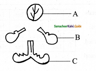 Samacheer Kalvi 11th Bio Botany Chapter 4 Reproductive Morphology 20