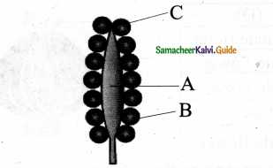 Samacheer Kalvi 11th Bio Botany Chapter 4 Reproductive Morphology 21