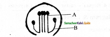 Samacheer Kalvi 11th Bio Botany Chapter 4 Reproductive Morphology 23